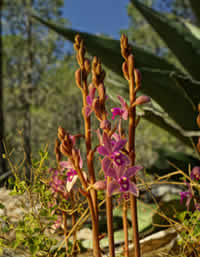 orquidea del desierto